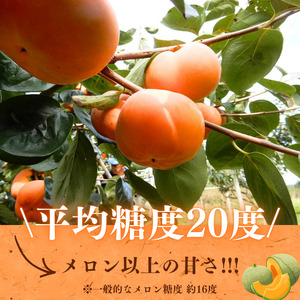 早秋柿・太雅柿・太秋柿　早生柿3種食べ比べセット（茨城県共通返礼品・かすみがうら市産) / 柿 カキ かき 早秋柿 太雅柿 太秋柿 食べ比べ 果物 フルーツ 3.5kg 果物 フルーツ 産地直送 ギフ