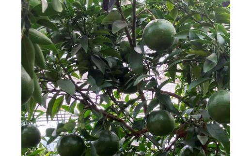 あんみつ姫の美味しさの秘密。それは・・・。「栄養豊富な土」・「天山山系から流れる水」・「マルチシート栽培・」「熟成」です。