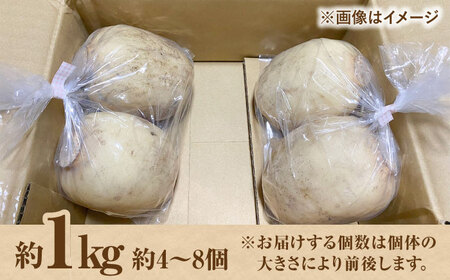 【先行予約 2026年11月～発送】洗いれんこん約1kg / れんこん [IDC004]