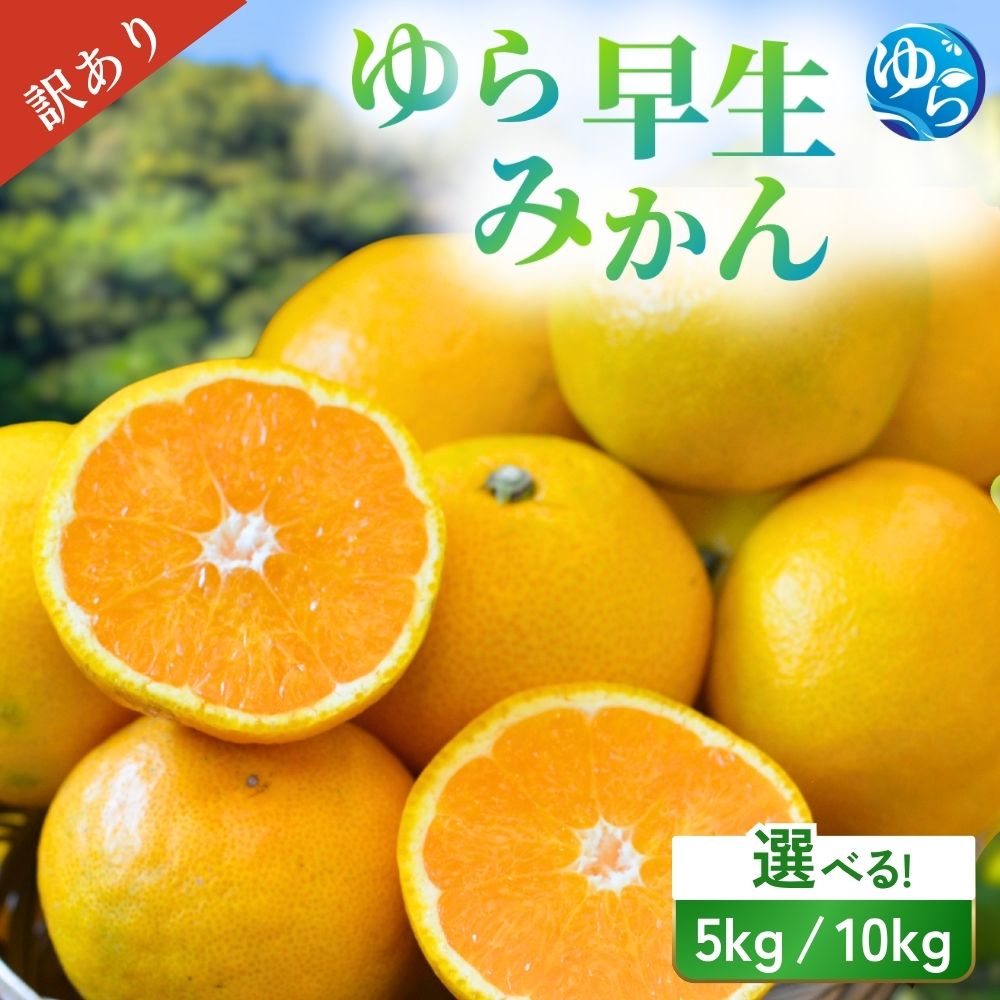 【ふるさと納税】 ＼訳あり／ ゆら早生みかん 5kg 10kg【2025年10月初旬～順次発送予定】/ みかん ミカン 和歌山県 柑橘 早生 甘い 蜜柑 フルーツ 果物 くだもの 食品 産地直送 由良町 ご家庭用 ゆら早生 早生みかん