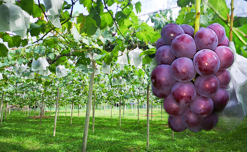早期受付 ぶどう 晴れの国 ピオーネ 2kg（４～５房）化粧箱入り 岡山県 高梁市 ブドウ 葡萄 果物 フルーツ 