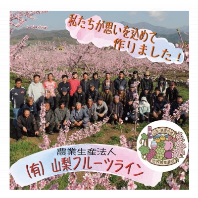 桃 『白桃系さくら』 約2kg 5～8玉 朝もぎ 直送! 選び抜かれた桃【配送不可地域：離島】