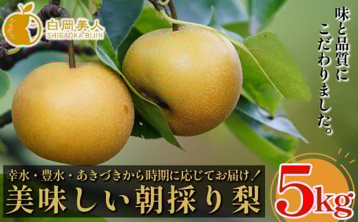 【2026年発送分 先行予約】白岡　細田果樹園　味と品質こだわりの梨　5kg　【11246-0351】