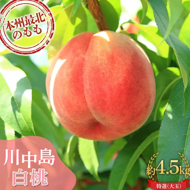 ≪先行予約≫ もぎたて発送 川中島白桃 特選 (大玉)約4.5kg (10～15個) 【誠果園】 F21U-671