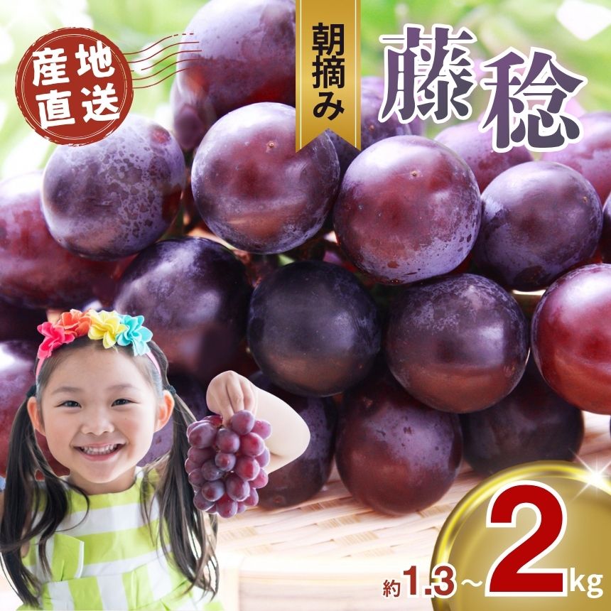 【ふるさと納税】楽天限定 ぶどう 藤稔 約1.3kg 2kg｜朝摘み直送 栃木県産 ぶどう ブドウ フルーツ お取り寄せ デザート スイーツ 甘い 葡萄 グレープ ふじみのり 種なし 国産 真岡市 栃木県 限定 送料無料