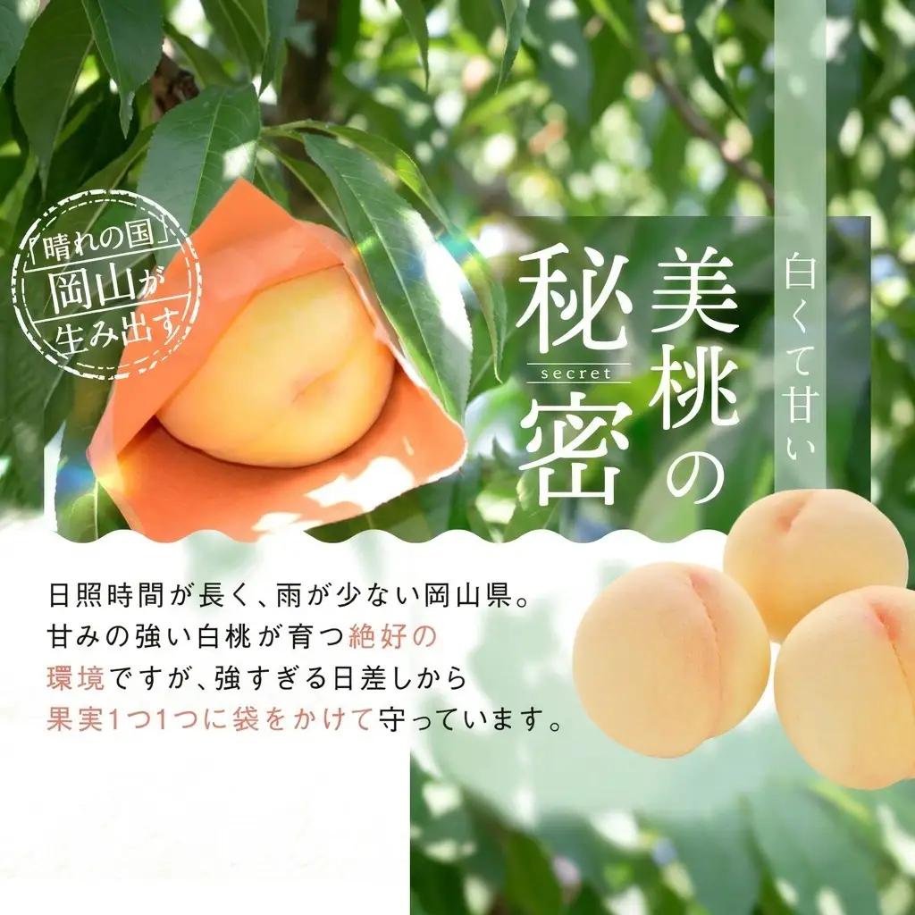 白桃 岡山県産 白桃【8玉 約2.0kg】【先行予約】