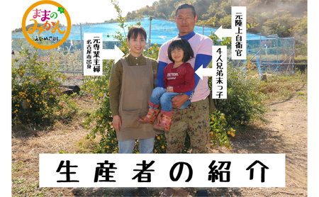 【数量限定　先行予約】訳ありせとかサイズ不揃い約3キロ家庭用 ２月下旬頃～順次発送〈産地直送　愛媛県　甘い　みかん　フルーツ〉