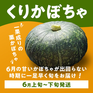 【 2025年 先行予約 】春かぼちゃ （ くりゆたか ） 2玉 C062-003-01 野菜 やさい かぼちゃ カボチャ 南瓜 栗かぼちゃ 栗カボチャ 栗南瓜 レア 貴重 先行受付 先行 予約 限定