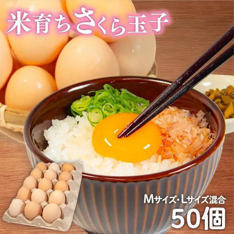 卵 50個 ( 45個 + 割れ補償 5個 ) Mサイズ Lサイズ 混合 国産 米育ち さくら玉子 さくら卵 鶏 さくら コク 濃い 卵黄 風味 とれたて 生 たまご 地産地消  国産鶏 玉子 産みたて 新鮮 黄身 卵 かけ ご飯 たまご かけ ごはん 玉子 丼  卵 焼き すき焼き 目玉 焼き 玉子 スープ 茶碗蒸し ゆで たまご サンド 大容量 滋賀県 竜王町 
