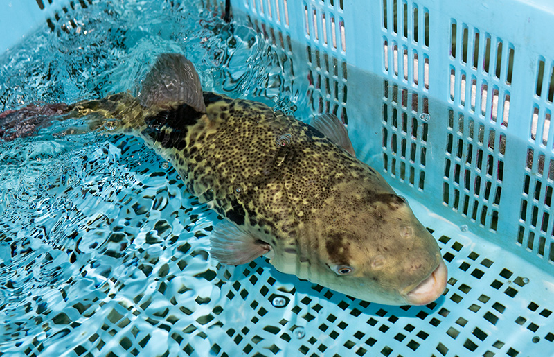 トラフグ てっちり（フグ鍋） 切り身