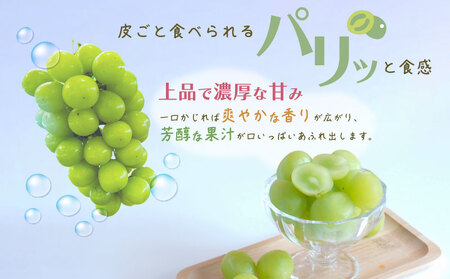 【2026年先行予約】シャインマスカット 2房　（約1.0kg）