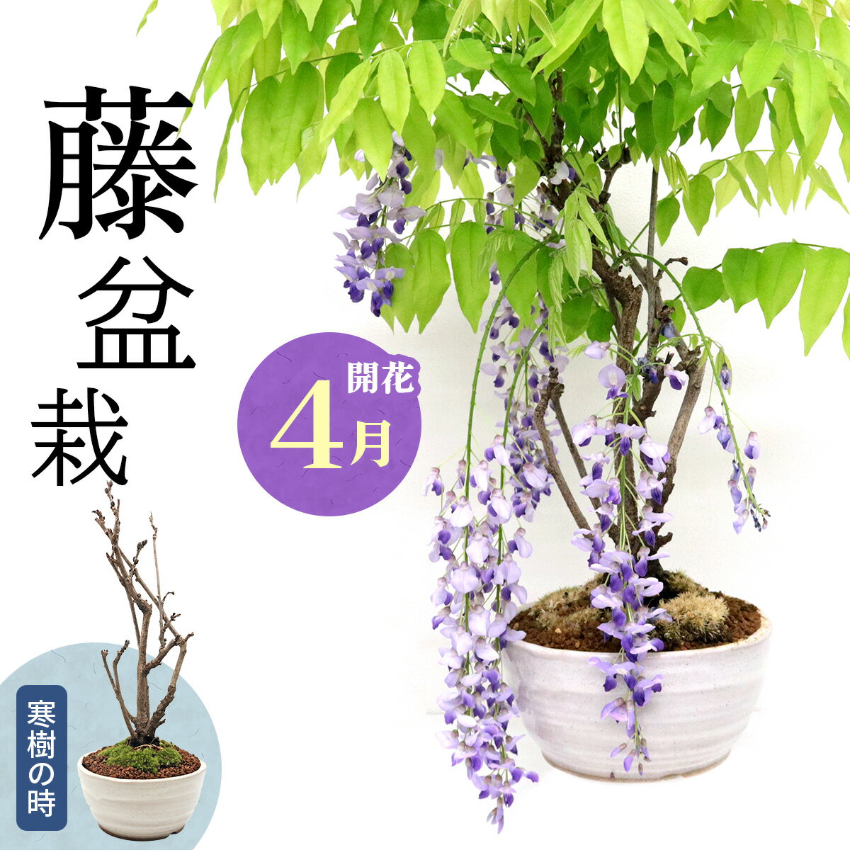 藤盆栽