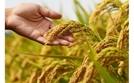 山添村産 一服米 コシヒカリ 3kg 精米