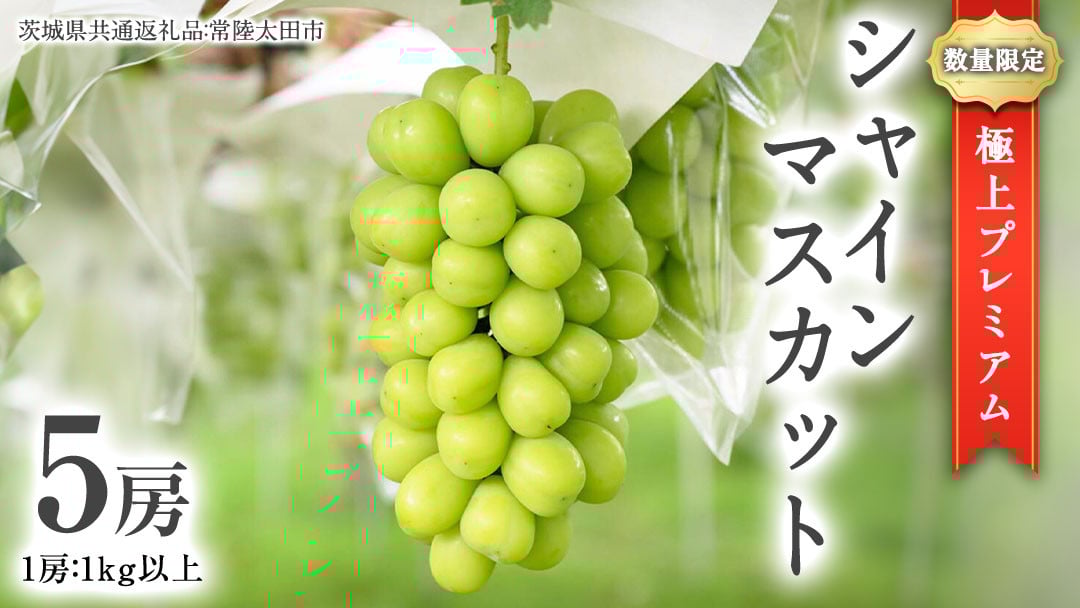 
            極上 プレミアム シャインマスカット ５房 ( １房 1kg 以上) 数量限定 【茨城県共通返礼品／常陸太田市】 桧山果樹園 農家直送 桧山果樹園 農家直送 フルーツ  甘い 直送 茨城 限定 ギフト ぶどう シャインマスカット 旬 贈答 果物 [DU018sa]
          