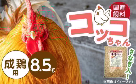 コッコちゃん 成鶏用 さなぎ入 8.5kg_コッコちゃん 成鶏用 飼料 さなぎ入 8.5kg 成鶏 健康維持 さなぎ 配合 産卵 サポート 卵 カルシウム 豊富 国産 原料 タンパク質 ビタミン ミネラル アミノ酸 自然 農作物 キンケイ チャボ 烏骨鶏 鶏 小動物 福岡県 久留米市 送料無料_Pf081