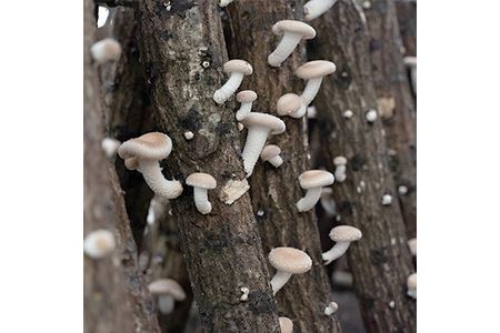 原木しいたけ詰め合わせ 1.3kg/日本農業賞大賞の農園が生産｜しいたけ