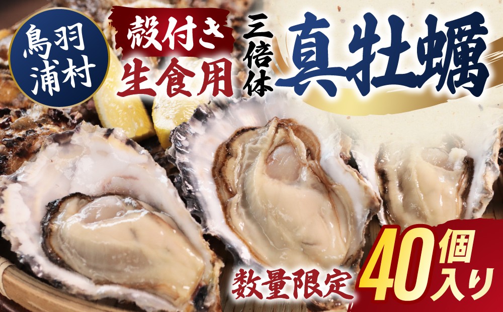 
                  【期間限定 】【10月15日まで受付】33-04 濃厚な甘みとコク！生食用 三倍体牡蠣 40個入り 生牡蠣 冷蔵 浦村牡蠣
                