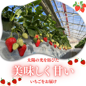 甘さ濃厚 ジューシーいちご２パック