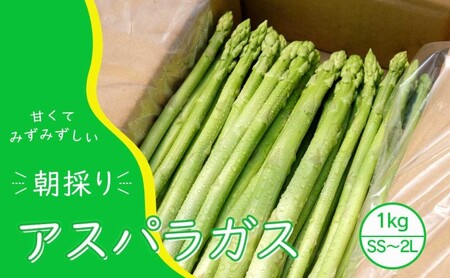 アスパラガス 野菜 朝採り 永利農園 アスパラガス【1kg(SS〜2L混)】【先行予約】