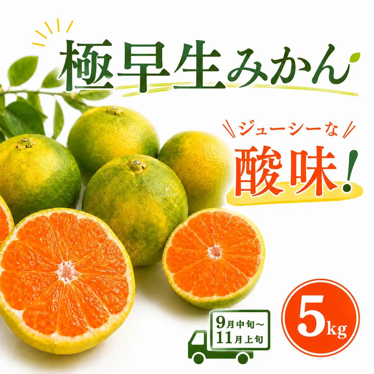 【先行予約】極早生みかん 5kg | 温州みかん みかん 蜜柑 ミカン 柑橘 緑のみかん 酸っぱい 酸味 家庭用 秋の味覚 旬 ごくわせ フルーツ 果物 くだもの 産地直送 数量限定 期間限定 人気 おすすめ 国産 高知県 室戸市
