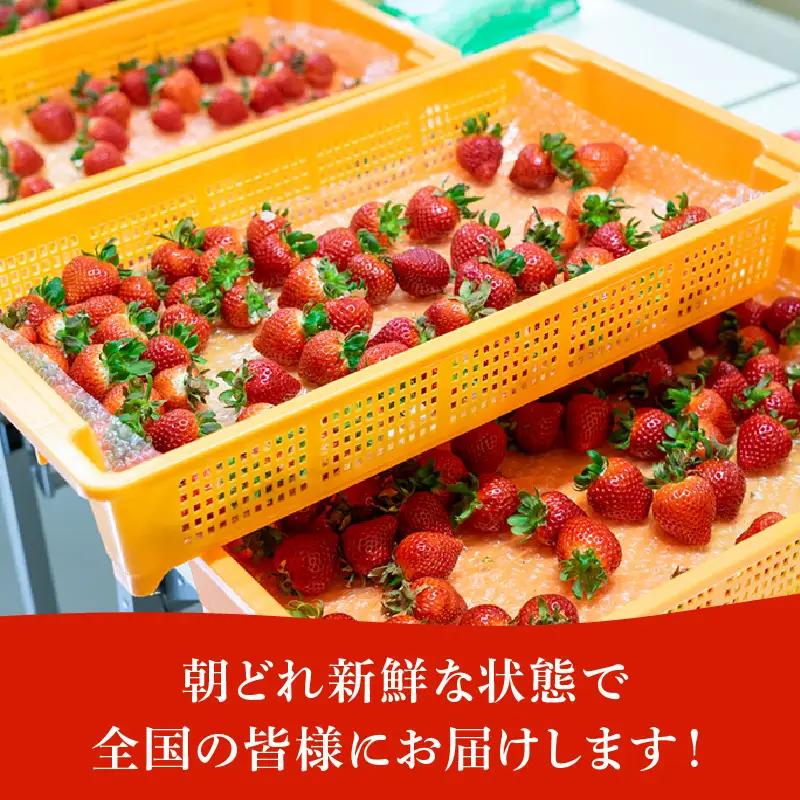 【先行予約】いちご あまりん  4パック 苺 あまりん