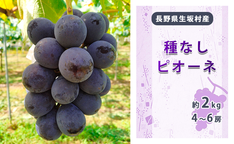 種なしピオーネ　4～6房入り（約1.7kg～2kg） 果物 ぶどう フルーツ 上品な甘み 種無しぶどう 旬の果物
