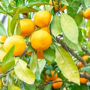 大分県日出町産　ハウスみかん 約2.5kg(化粧箱入)_果物・フルーツ みかん  ミカン 蜜柑_【1106333】