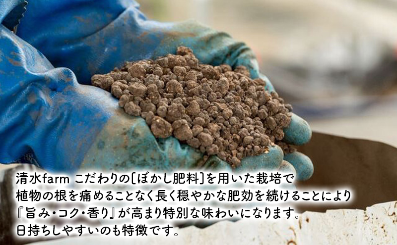 【2027年4月～発送】訳あり 富良野産 採れたて直送! グリー
