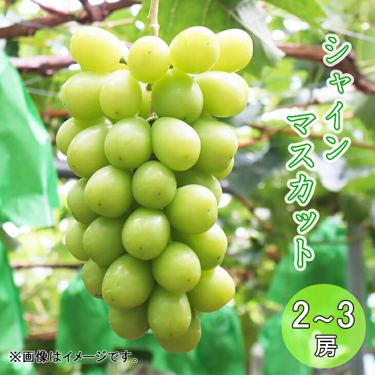 【ふるさと納税】古舘ぶどう園 シャインマスカット（2〜3房）