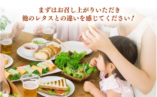 定期便 ≪6ヶ月連続お届け≫ 苦くな～い！野菜ぎらいの子もモリモリ食べるやさしいレタス 約65g×10袋（栽培期間中農薬不使用・洗わず食べられる）【野菜 生野菜 レタス サラダ お弁当 水耕栽培 洗わず食べられる 時短 付け合わせ】[m40-g007]