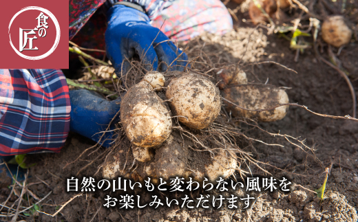 1859 伊勢の横輪いも　横輪いも　芋 いも 山芋 とろろいも 生野菜 ねばり 伊勢 特産品 ご当地グルメ イオンリテール