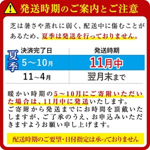 天然芝＜野芝＞10平米! 芝 芝生 天然 天然芝 DIY グランドカバー ガーデニング 野芝  鹿児島県 お庭 c5-030