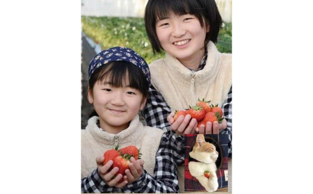 【定期便2回】【角田市産地直送】朝摘みいちご「とちおとめ」合計約1kg（250g×4パック）