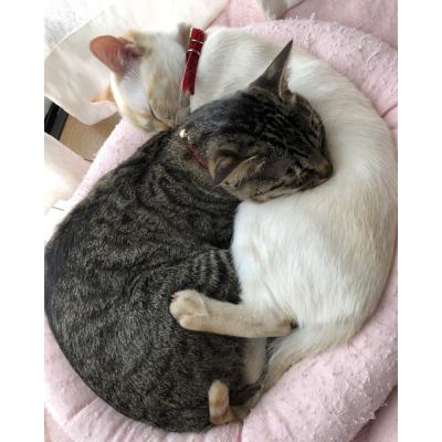 ふるさと納税 土佐清水市 シニア猫用 いなば キャットフード 焼かつお(1種類5本入×3袋セット)×3回定期便【J00091】 |  | 03