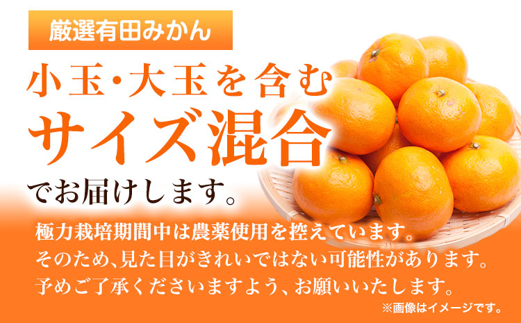 ＜先行予約＞厳選　完熟有田みかん5kg+250g（傷み補償分）【光センサー選果】 池田鹿蔵農園@日高町（池田農園株式会社）《11月中旬-1月下旬頃出荷》和歌山県 日高町【離島配送不可】