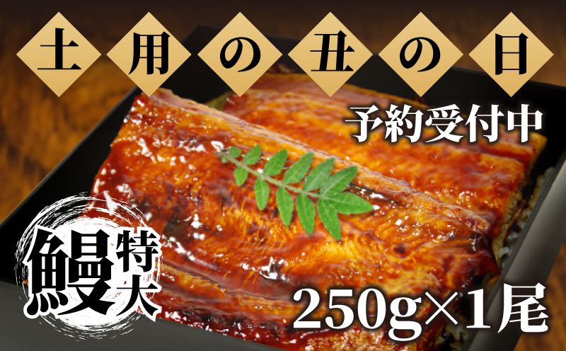 うなぎ 蒲焼き ( 特大 250g×1尾 ) ご飯にかける専用タレ付き！ 冷凍 | うなぎ うなぎ うなぎ うなぎ うなぎ うなぎ 鰻 鰻 鰻 鰻 鰻