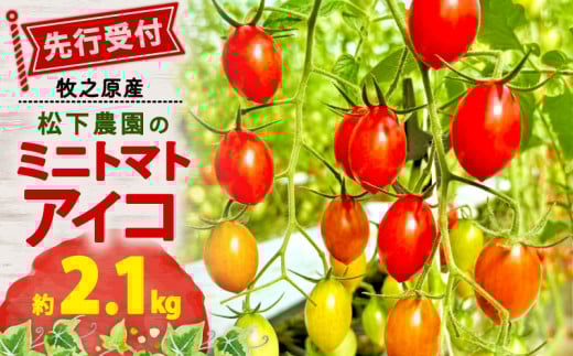 【先行予約】 松下農園 の ミニトマトアイコ 2.1kg 2026年 1月中旬 から 発送予定 ミニトマト アイコ とまと トマト みにとまとあいこ 甘み 夏 新鮮 野菜 完熟 サラダ パスタ トマトソース トマトスープ トマトジュース おやつ 健康 贈答 プレゼント お歳暮 国産 安心 農家直送 産地直送 静岡トマト 静岡とまと 静岡ミニトマト 静岡みにとまと 松下農園 牧之原市 静岡県