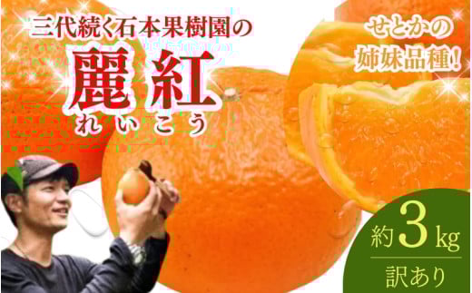 【先行予約】【訳あり】石本果樹園の美味しい麗紅（レイコウ）約3kg 18～20玉前後【2月中旬から3月中旬までに順次発送】 / みかん フルーツ くだもの 果物 れいこう