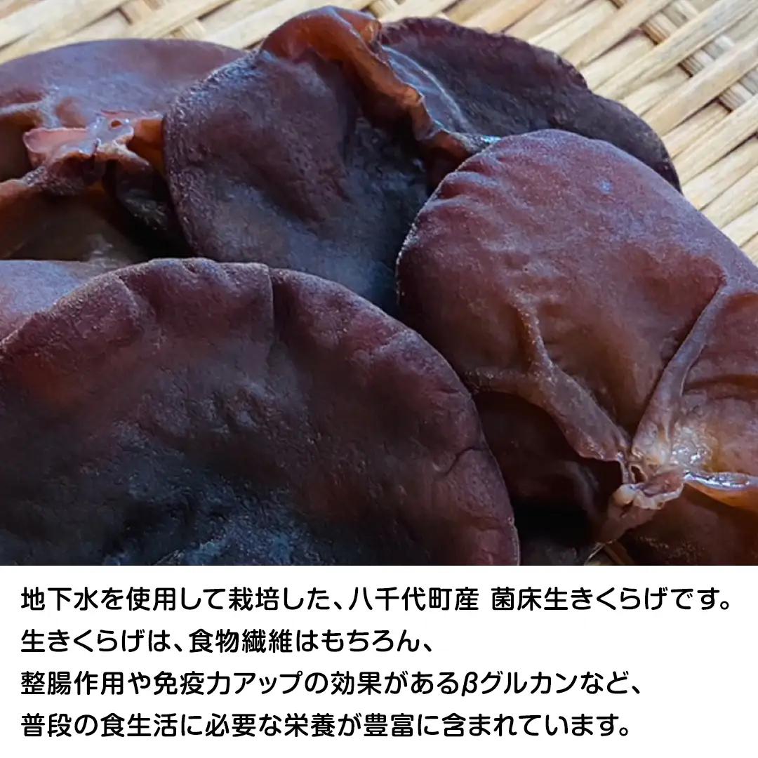 【先行予約 2026年6月以降発送】 生きくらげ 約500g 木耳