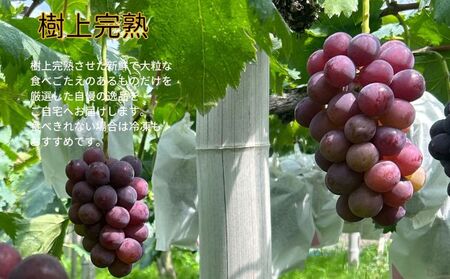 訳あり ニューピオーネ　2～3房 合計1.4kg以上 産地直送 朝採れ ぶどう 葡萄 岡山 Kawahara Green Farm　岡山県産 2025