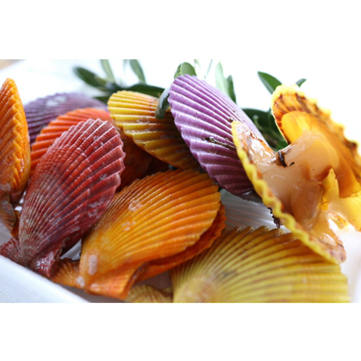 【ふるさと納税】期間限定！食卓に彩りを添える、まるで海の宝石「隠岐のヒオウギ貝」ヒオウギ貝 養殖 貝 10枚セット 新鮮 栄螺 つぼ焼き BBQ 海鮮 貝 魚介 栄螺