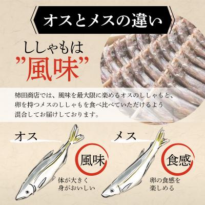 ふるさと納税 釧路市 本場くしろ産 ししゃもオス・メス60尾入り! 本ししゃも F4F-5540 |  | 02