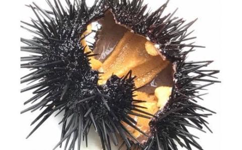 「ミョウバン不使用！ 小瓶入 生うに 60g×3本」　岩手 三陸 久慈 冷蔵 小分け 生 雲丹 ウニ 新鮮 添加物不使用 ミョウバン不使用 配送指定日不可 60ｇ×３本（小瓶入）