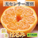 【ふるさと納税】 ＜先行予約＞厳選はるみ3.5kg+105g（傷み補償分）【デコポンの姉妹品種・新食感春みかん】【光センサー選別】 ＜2024年2月上旬～3月下旬ごろに順次発送＞