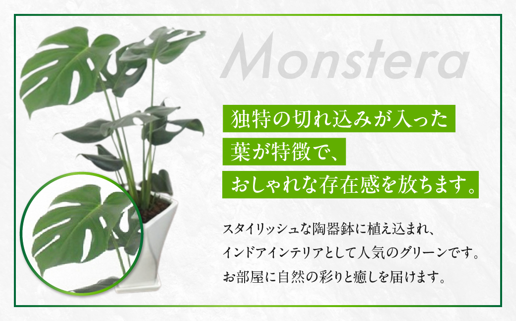 モンステラ 6号鉢 観葉植物 植物 6号鉢 人気 おしゃれ かわいい お手入れ 室内 大鉢 中型 インテリア リビング 玄関 寝室 キッチン オフィス プレゼント ギフト 新居 入居 インテリアグリー