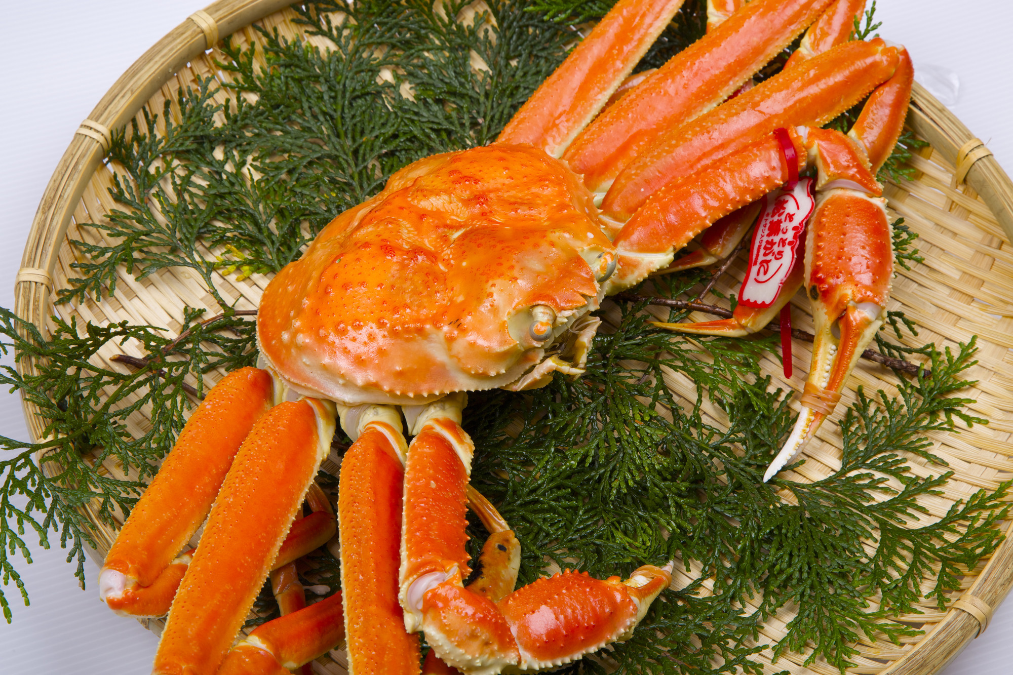 1035.鳥取県産　タグ付きボイル松葉ガニと活松葉ガニの欲張りフルコース特大2枚セット　(900g～1kg)　※2025年11月上旬～2026年3月下旬頃に順次発送予定 313726_AL034