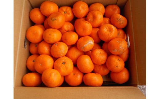 紀州有田みかん 約10kg 訳あり 家庭用キズあり  サイズおまかせ 2L～2S いずれかお届け ［SL39］