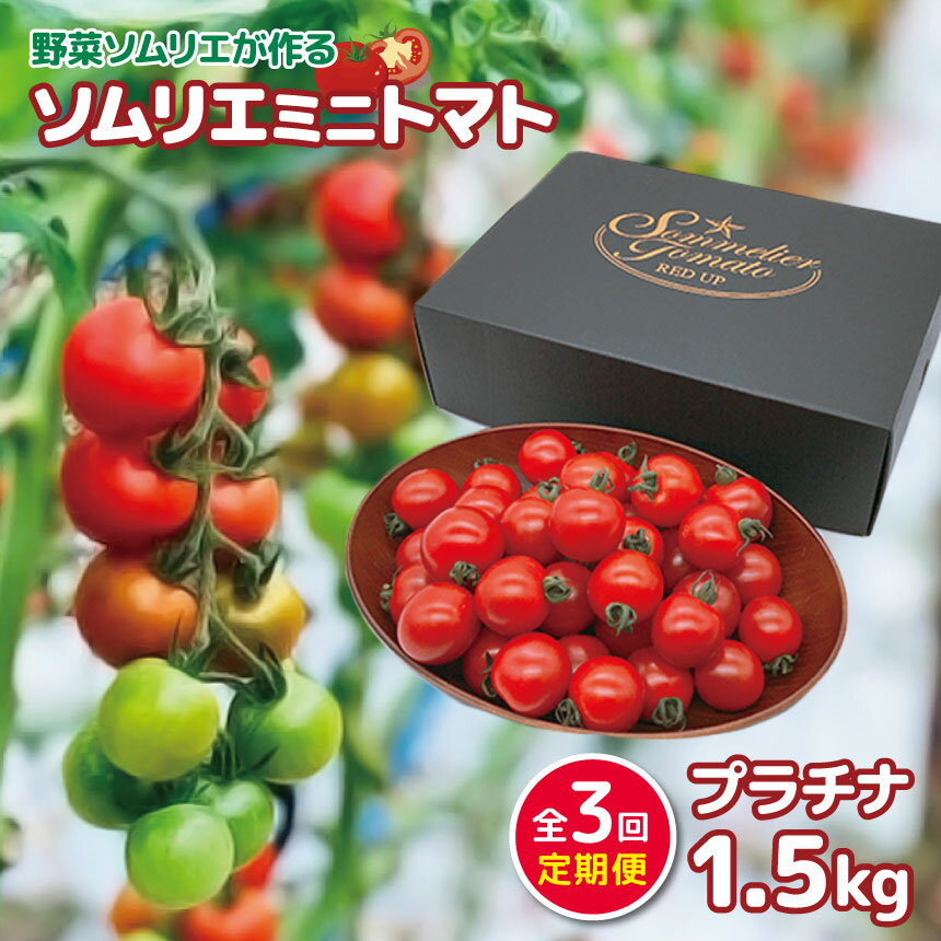 【ふるさと納税】【 定期便 】ソムリエミニトマト「 プラチナ 」 1.5kg × 3カ月 | 野菜 ヤサイ やさい トマト とまと ミニトマト 農家直送 熊本 熊本県 玉名 玉名市