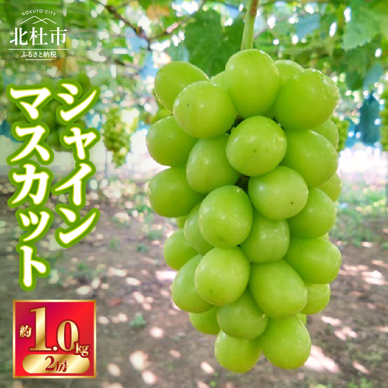 【2025年先行予約】北杜市白州　名水の里のシャインマスカット　約1kg(2房)　ご家庭用