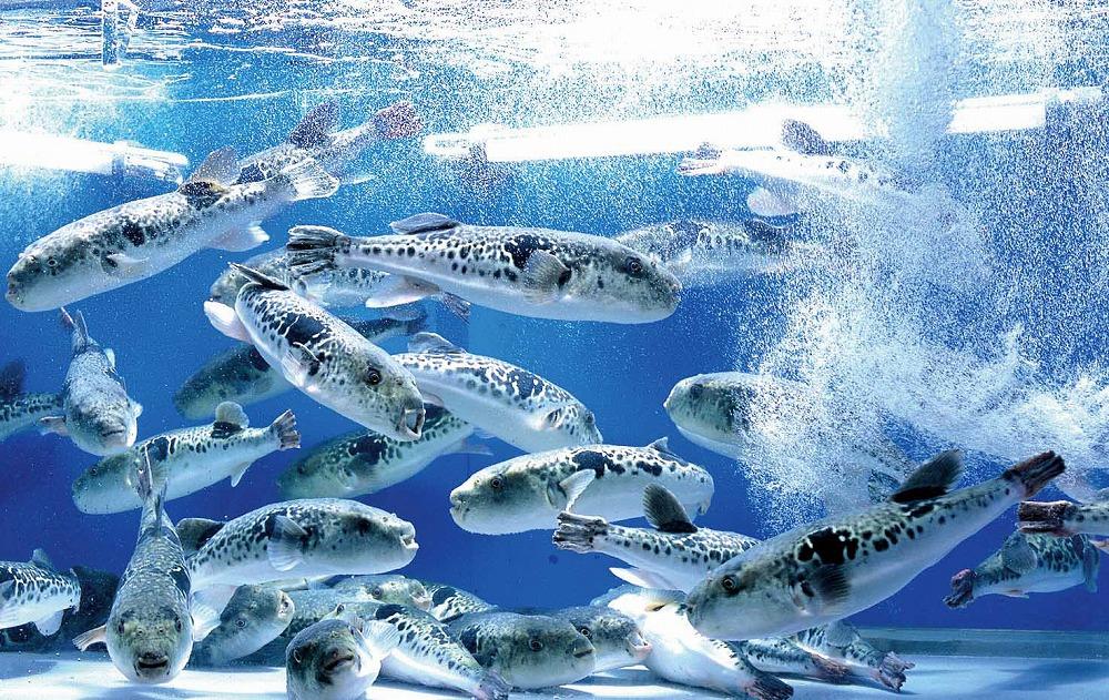 【とらふぐ亭】とらふぐ三昧フルコースお食事券＜1名様分＞【国産高級とらふぐ使用】